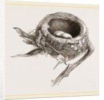 E5 Nest of Humming bird by Anonymous