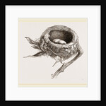 E5 Nest of Humming bird by Anonymous