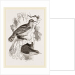 Wrynecks by Anonymous