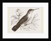 Humming-Bird by Anonymous
