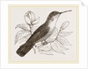 Humming-Bird by Anonymous