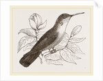 Humming-Bird by Anonymous