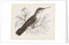 Humming-Bird by Anonymous