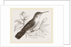 Humming-Bird by Anonymous