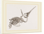 Skeleton of Humming-bird by Anonymous