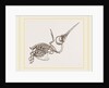 Skeleton of Humming-bird by Anonymous