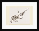 Skeleton of Humming-bird by Anonymous