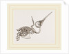 Skeleton of Humming-bird by Anonymous
