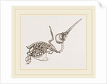Skeleton of Humming-bird by Anonymous