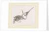 Skeleton of Humming-bird by Anonymous
