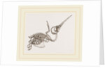Skeleton of Humming-bird by Anonymous