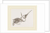 Skeleton of Humming-bird by Anonymous