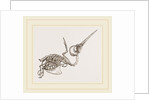 Skeleton of Humming-bird by Anonymous