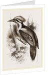 Shore's Woodpecker by Anonymous