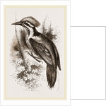 Shore's Woodpecker by Anonymous