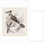 Caffre Woodpecker by Anonymous