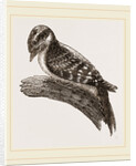 Downy Woodpecker by Anonymous