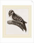 Downy Woodpecker by Anonymous