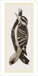 Hairy Woodpecker by Anonymous