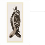 Hairy Woodpecker by Anonymous