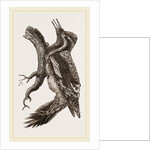 Yellow-bellied Woodpecker by Anonymous