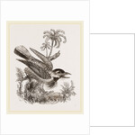 Bristly Barbet by Anonymous