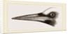 Beak of Great Black Woodpecker by Anonymous