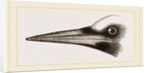 Beak of Great Black Woodpecker by Anonymous