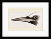 Beak of Great Black Woodpecker by Anonymous