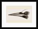 Beak of Great Black Woodpecker by Anonymous
