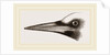 Beak of Great Black Woodpecker by Anonymous