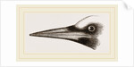 Beak of Great Black Woodpecker by Anonymous
