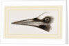 Beak of Great Black Woodpecker by Anonymous