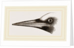 Beak of Great Black Woodpecker by Anonymous