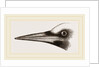 Beak of Great Black Woodpecker by Anonymous