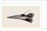 Beak of Great Black Woodpecker by Anonymous