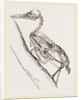Skeleton of Woodpecker by Anonymous