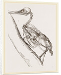 Skeleton of Woodpecker by Anonymous