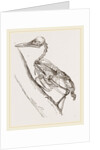 Skeleton of Woodpecker by Anonymous