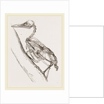 Skeleton of Woodpecker by Anonymous