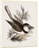 Great-billed Puff-Bird by Anonymous