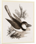 Great-billed Puff-Bird by Anonymous