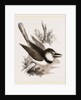 Great-billed Puff-Bird by Anonymous