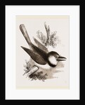 Great-billed Puff-Bird by Anonymous