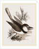 Great-billed Puff-Bird by Anonymous