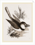 Great-billed Puff-Bird by Anonymous