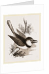 Great-billed Puff-Bird by Anonymous