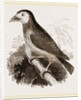 Latham's Barbet by Anonymous