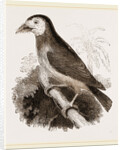 Latham's Barbet by Anonymous
