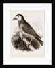 Latham's Barbet by Anonymous